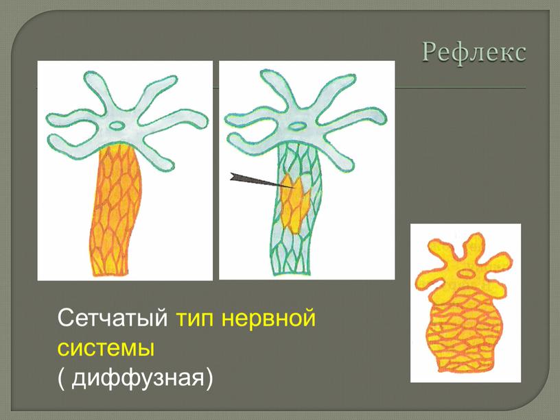 Сетчатый тип нервной системы ( диффузная)