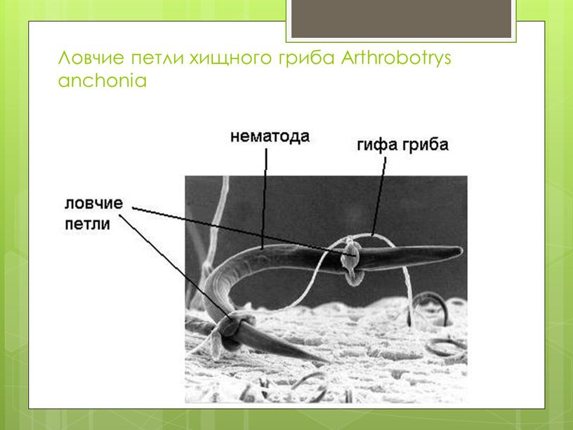 Ловчие петли хищного гриба Arthrobotrys anchonia