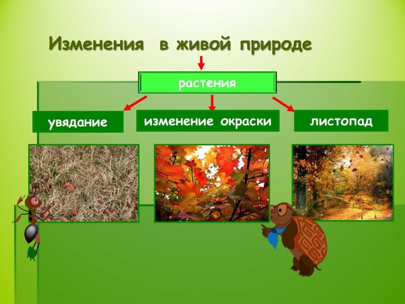 Изменения в живой природе растения увядание изменение окраски листопад