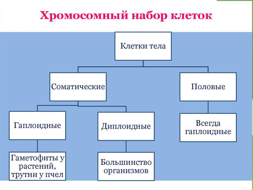 Разбор демо-версии ЕГЭ по биологии