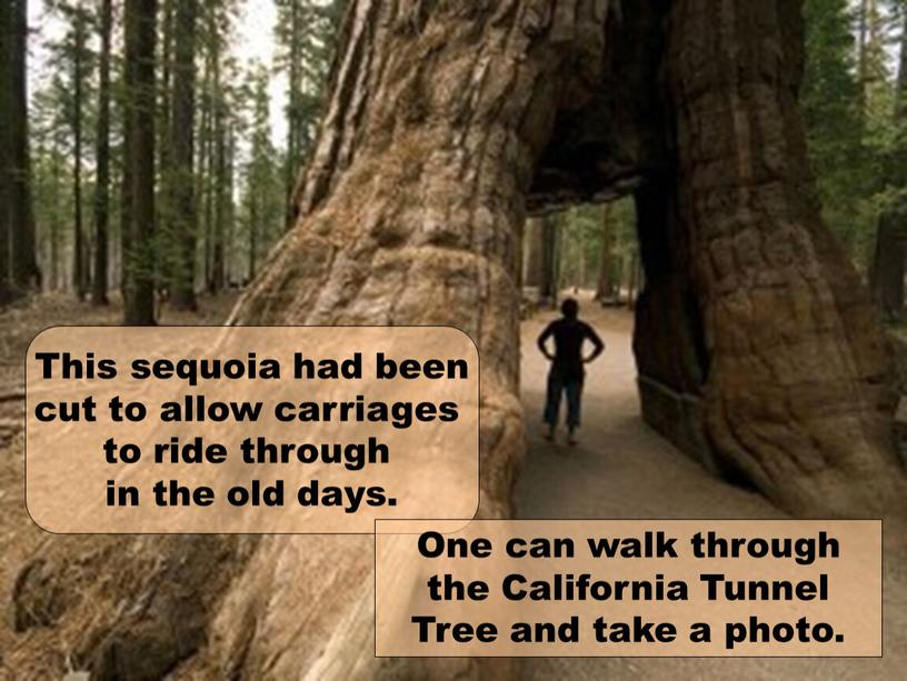 This sequoia had been cut to allow carriages to ride through in the old days