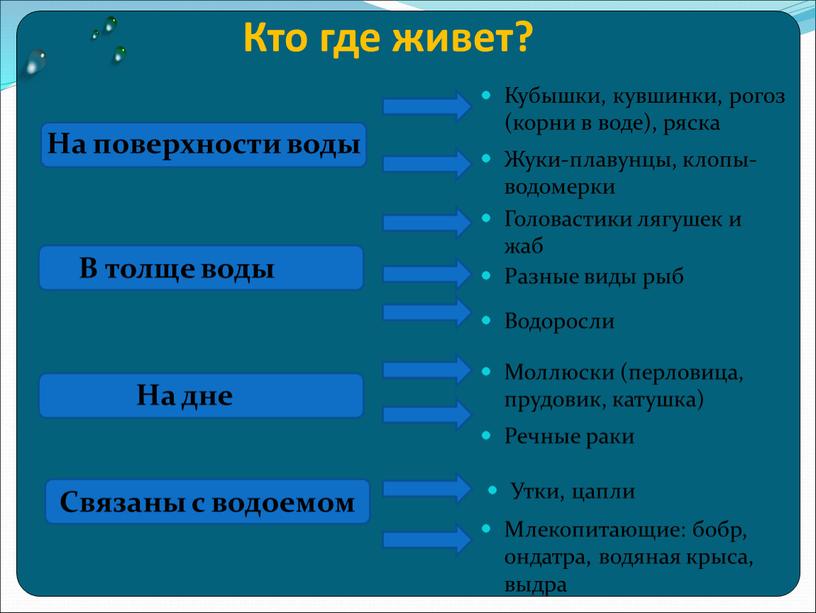 Кто где живет? Млекопитающие: бобр, ондатра, водяная крыса, выдра