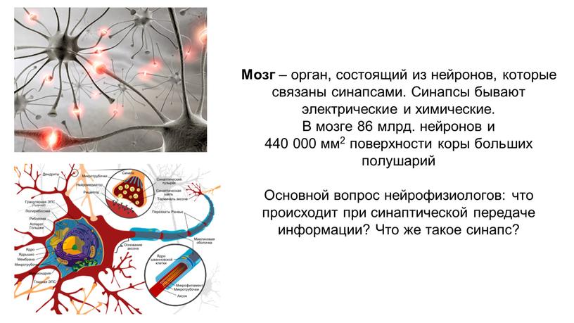 Мозг – орган, состоящий из нейронов, которые связаны синапсами