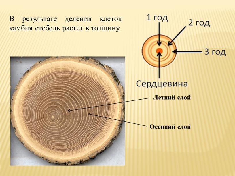 Летний слой Осенний слой В результате деления клеток камбия стебель растет в толщину