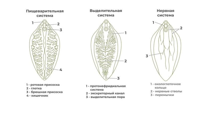 Цикл развития паразитических червей