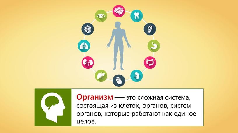 Организм —– это сложная система, состоящая из клеток, органов, систем органов, которые работают как единое целое