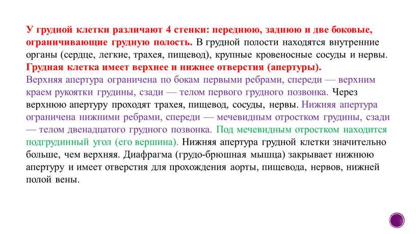 У грудной клетки различают 4 стенки: переднюю, заднюю и две боковые, ограничивающие грудную полость