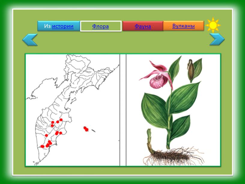 Из истории Флора Фауна Вулканы