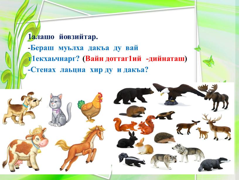 Бераш муьлха дакъа ду вай т1екхаьчнарг? (Вайн доттаг1ий -дийнаташ) -Стенах лаьцна хир ду и дакъа?