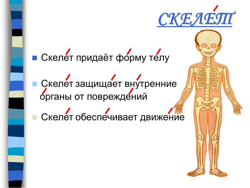 СКЕЛЕТ Скелет придаёт форму телу