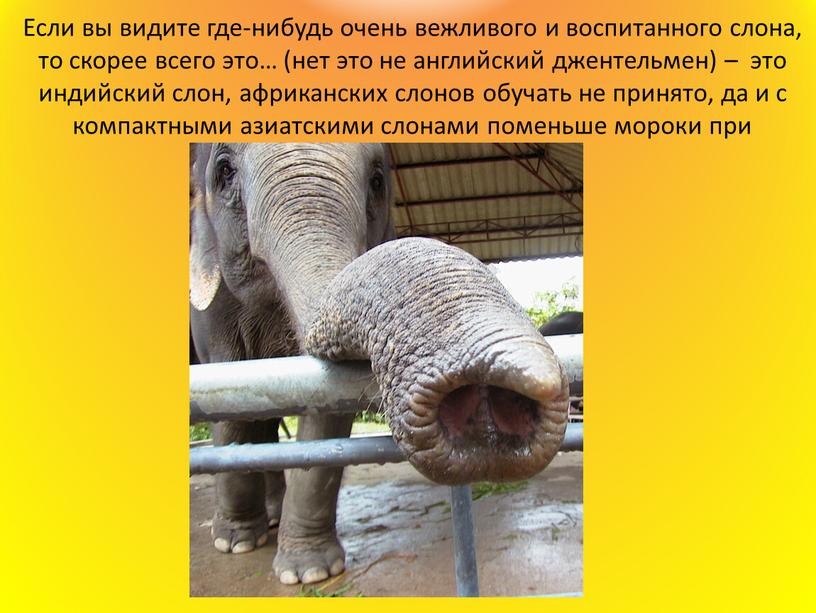 Если вы видите где-нибудь очень вежливого и воспитанного слона, то скорее всего это… (нет это не английский джентельмен) – это индийский слон, африканских слонов обучать…