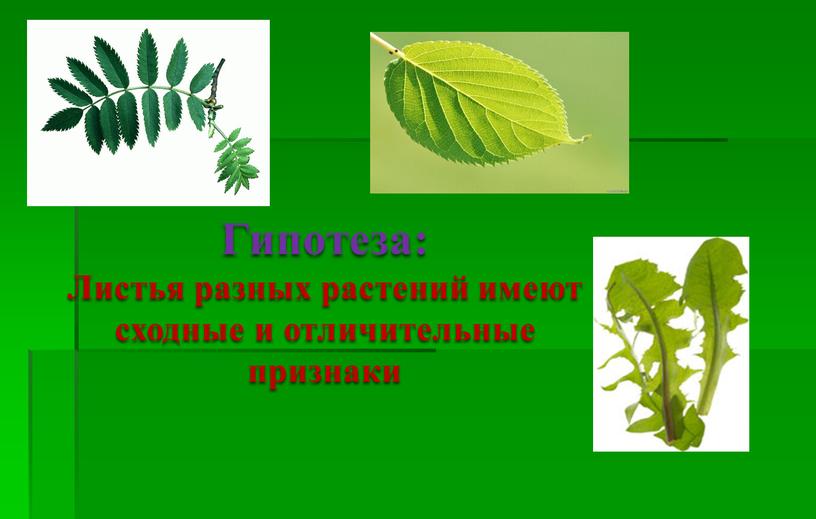 Гипотеза: Листья разных растений имеют сходные и отличительные признаки