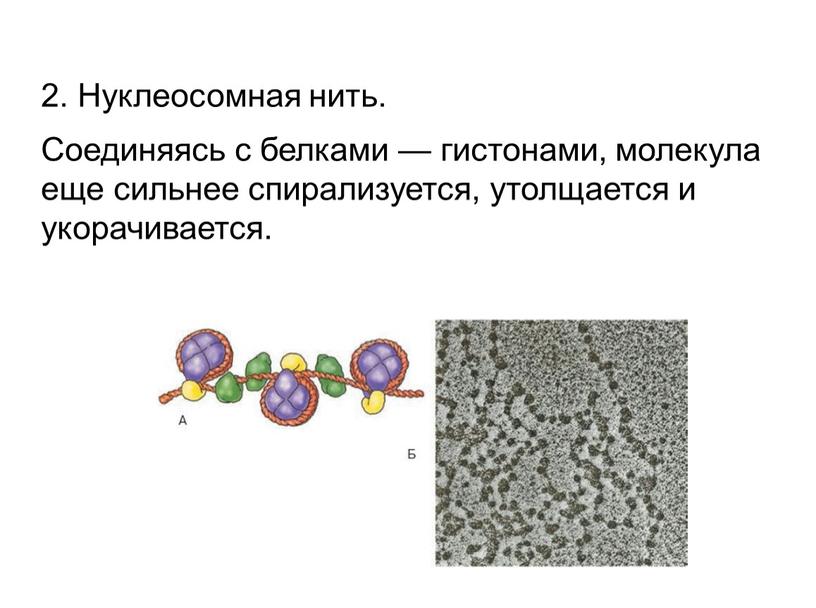 Нуклеосомная нить. Соединяясь с белками — гистонами, молекула еще сильнее спирализуется, утолщается и укорачивается