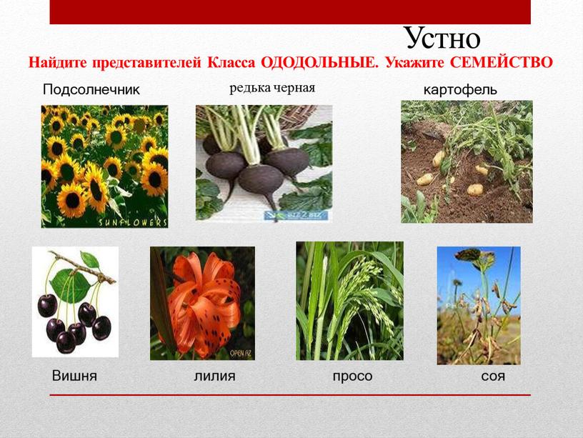 Подсолнечник картофель Вишня лилия просо соя редька черная