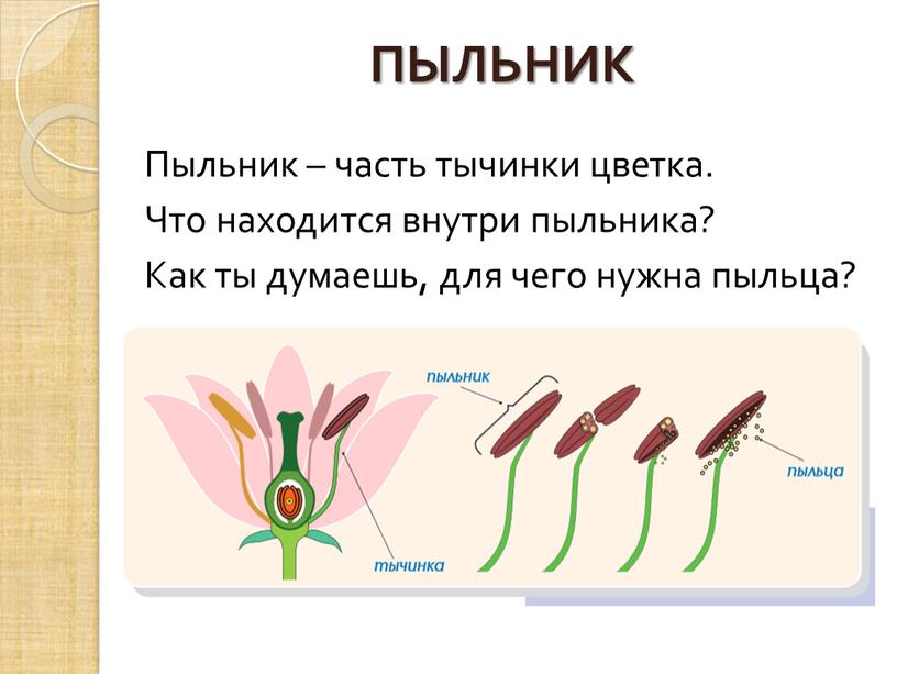 Пыльник – часть тычинки цветка