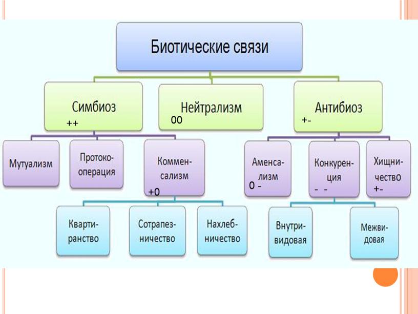 Среди огромного разнообразия взаимосвязей живых существ выделяют определенные типы отношений, имеющие много общего у организмов разных систематических групп