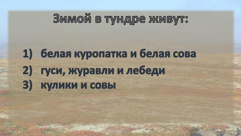 Зимой в тундре живут: белая куропатка и белая сова гуси, журавли и лебеди кулики и совы