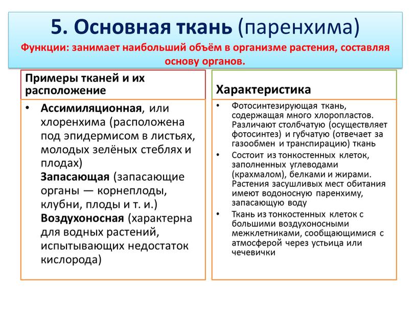 Основная ткань (паренхима) Функции: занимает наибольший объём в организме растения, составляя основу органов