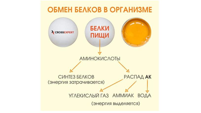 Презентация по теме обмен веществ