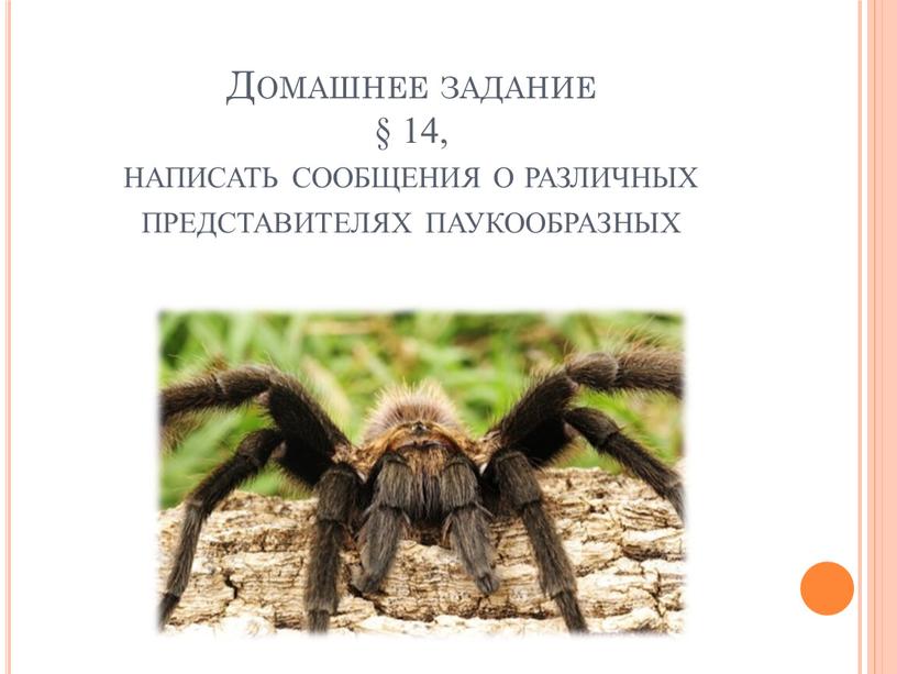 Домашнее задание § 14, написать сообщения о различных представителях паукообразных