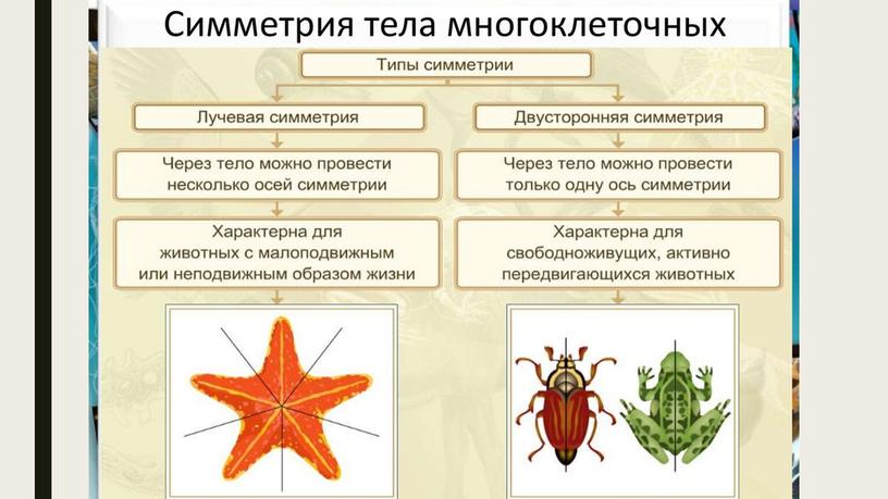 Осевой скелет позвоночных