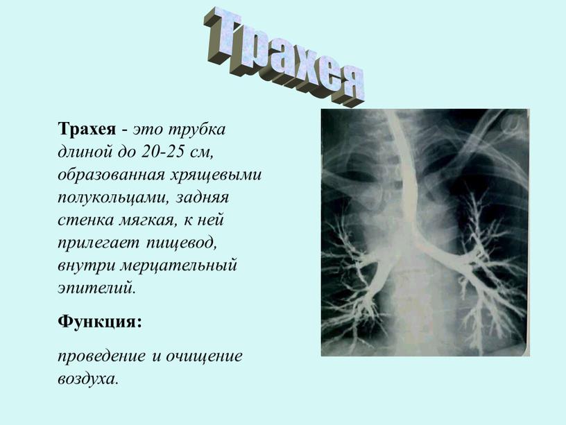 Трахея Трахея - это трубка длиной до 20-25 см, образованная хрящевыми полукольцами, задняя стенка мягкая, к ней прилегает пищевод, внутри мерцательный эпителий