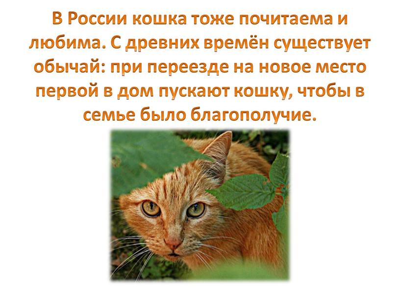 В России кошка тоже почитаема и любима