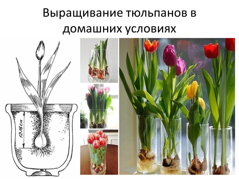 Выращивание тюльпанов в домашних условиях