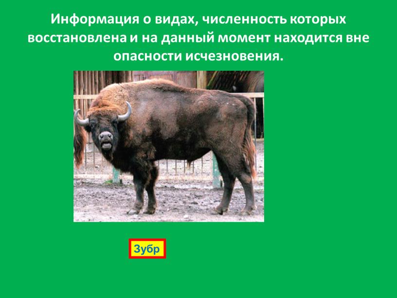 Информация о видах, численность которых восстановлена и на данный момент находится вне опасности исчезновения