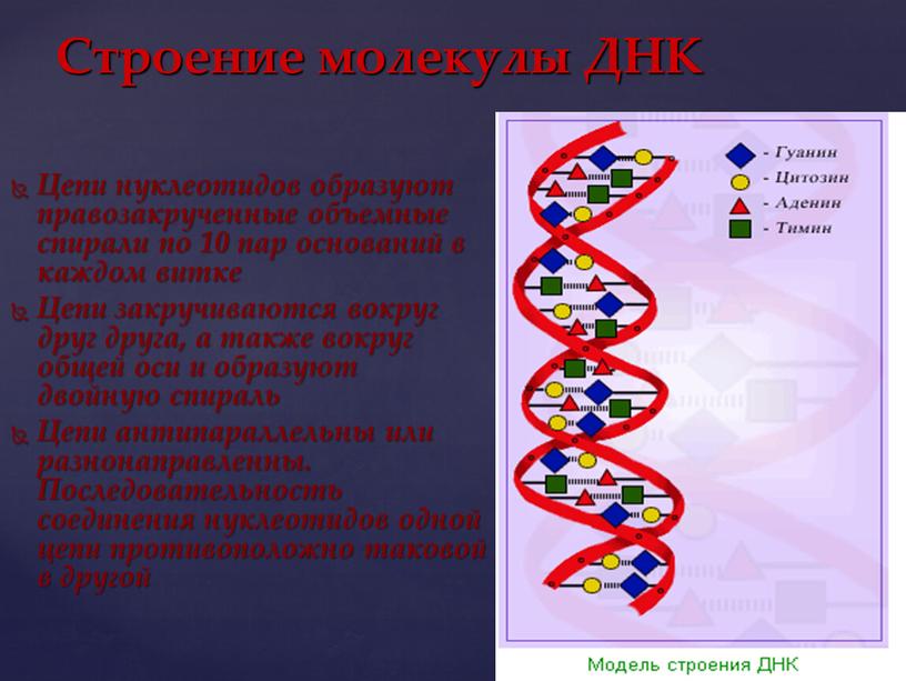 Цепи нуклеотидов образуют правозакрученные объемные спирали по 10 пар оснований в каждом витке