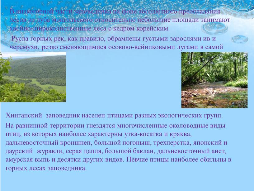 В низкогорной части заповедника на фоне абсолютного преобладания лесов из дуба монгольского относительно небольшие площади занимают хвойно-широколиственные леса с кедром корейским