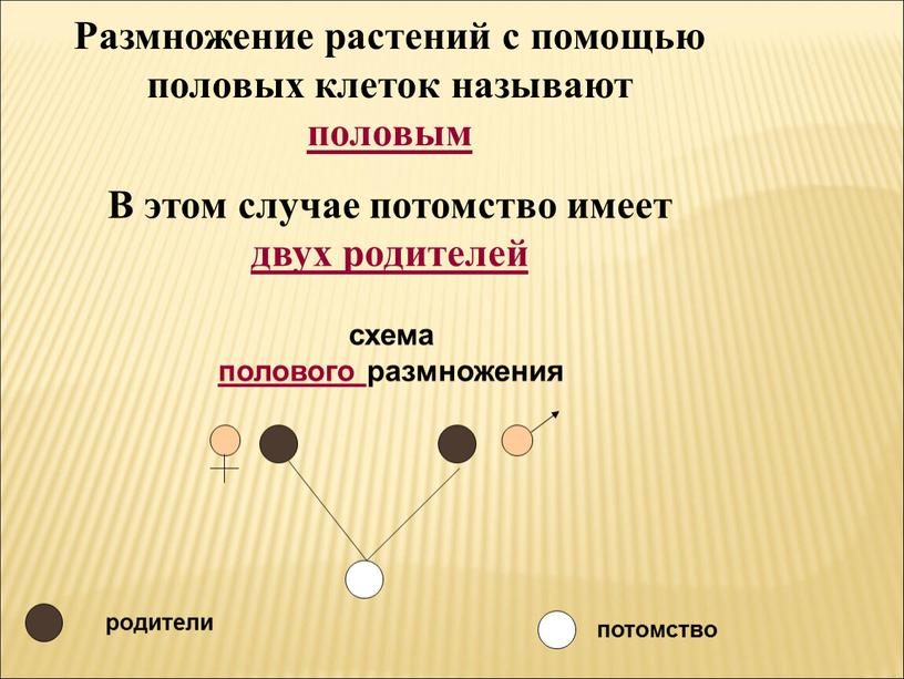 Размножение растений с помощью половых клеток называют половым