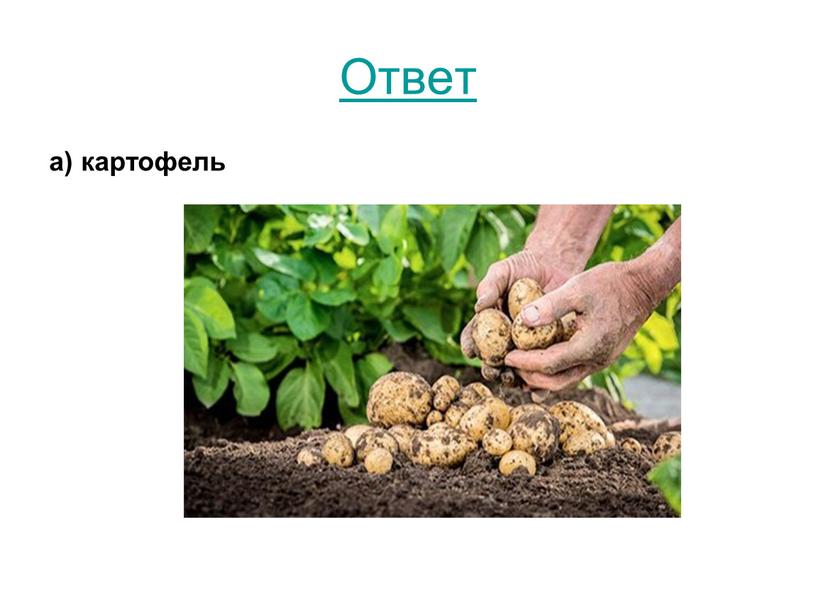 Ответ а) картофель