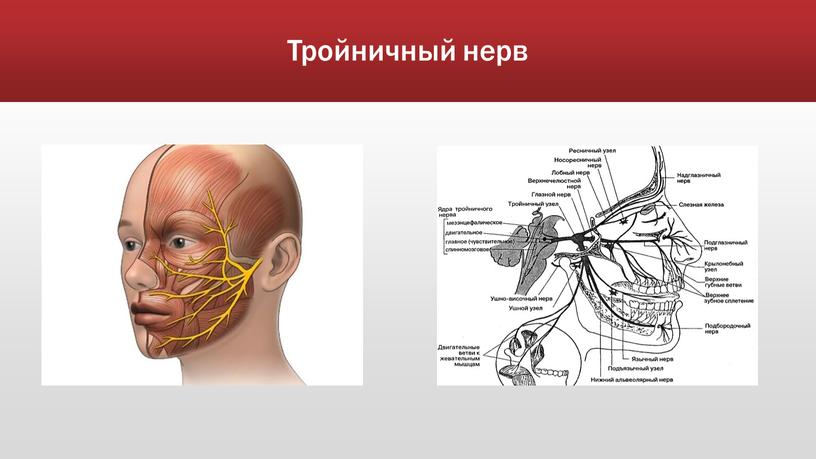 Тройничный нерв