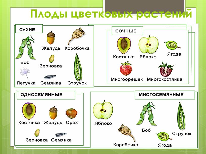 Плоды цветковых растений