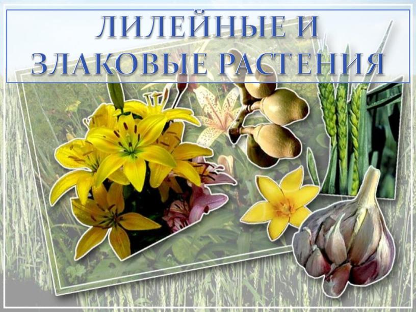 Лилейные и злаковые растения