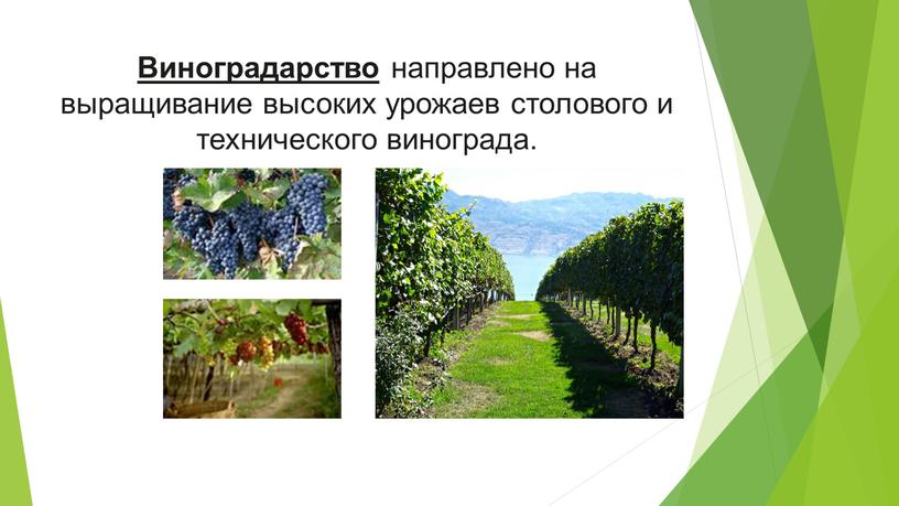 Виноградарство направлено на выращивание высоких урожаев столового и технического винограда