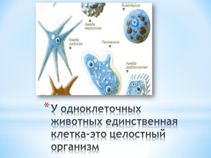 У одноклеточных животных единственная клетка-это целостный организм