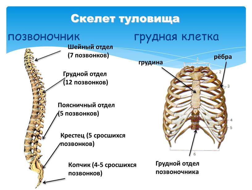 Скелет туловища позвоночник грудная клетка