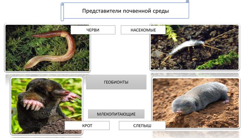 Представители почвенной среды ГЕОБИОНТЫ