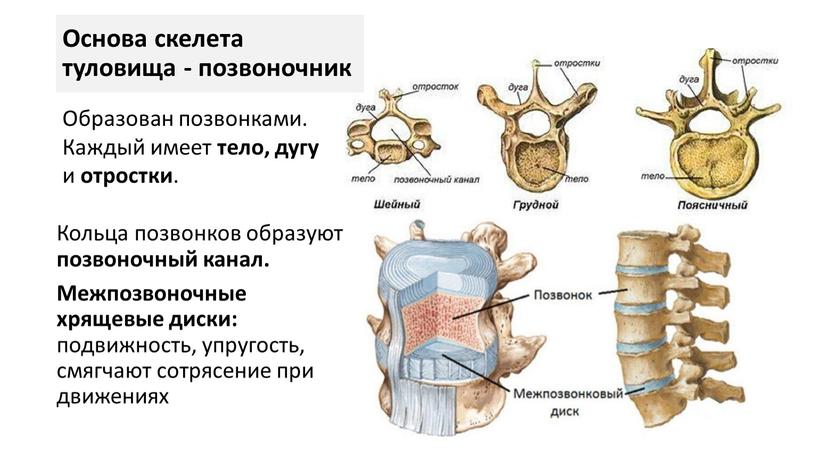 Кольца позвонков образуют позвоночный канал