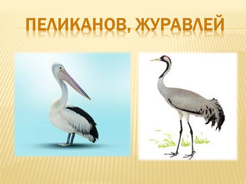 пеликанов, журавлей