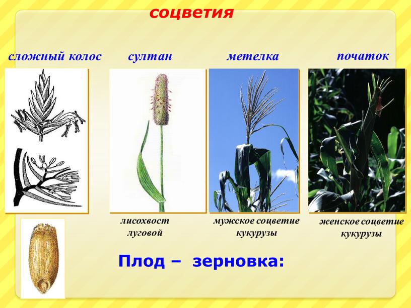 Плод – зерновка: сложный колос метелка султан початок лисохвост луговой мужское соцветие кукурузы женское соцветие кукурузы соцветия