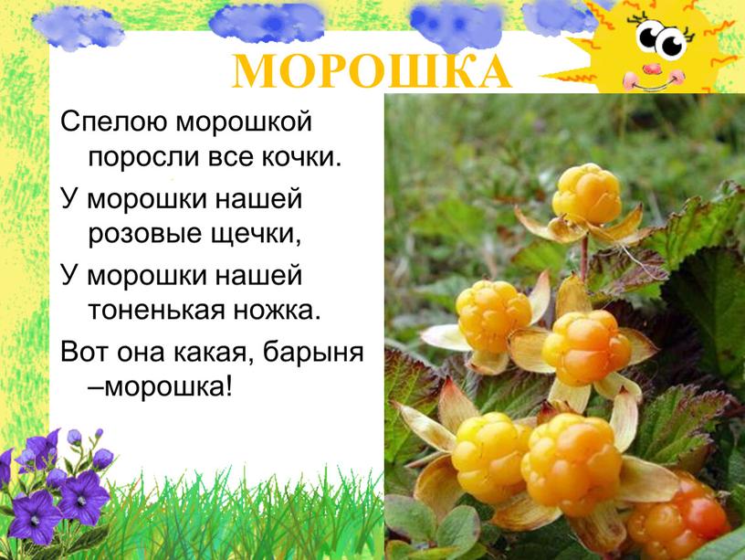 МОРОШКА Спелою морошкой поросли все кочки