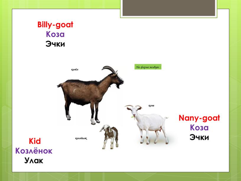 Billy-goat Коза Эчки Kid