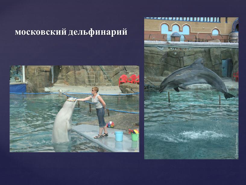 московский дельфинарий