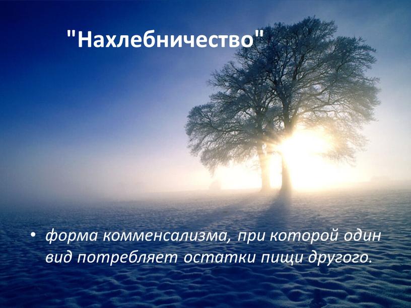 Нахлебничество" форма комменсализма, при которой один вид потребляет остатки пищи другого