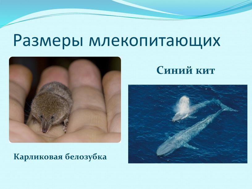 Размеры млекопитающих Синий кит