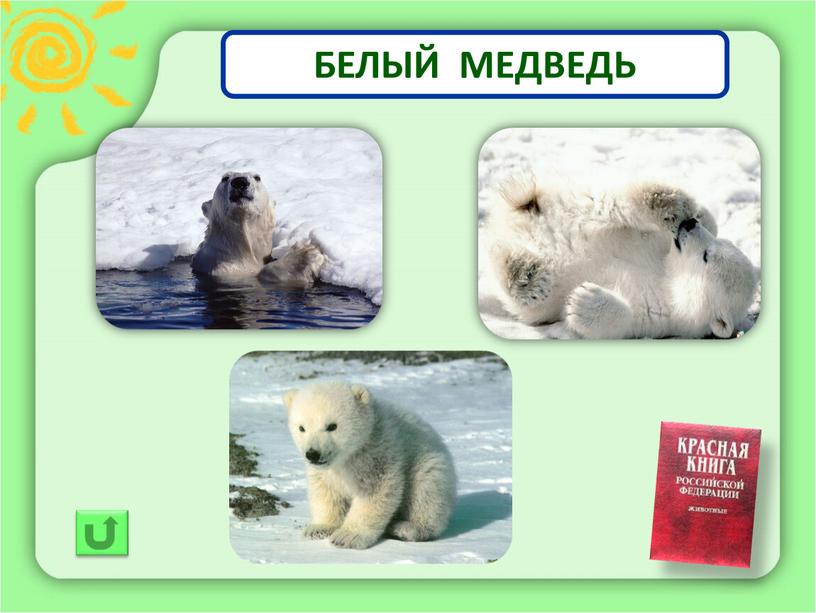 БЕЛЫЙ МЕДВЕДЬ