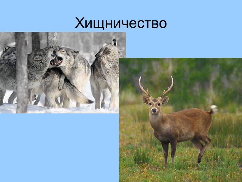 Хищничество